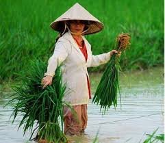 petani